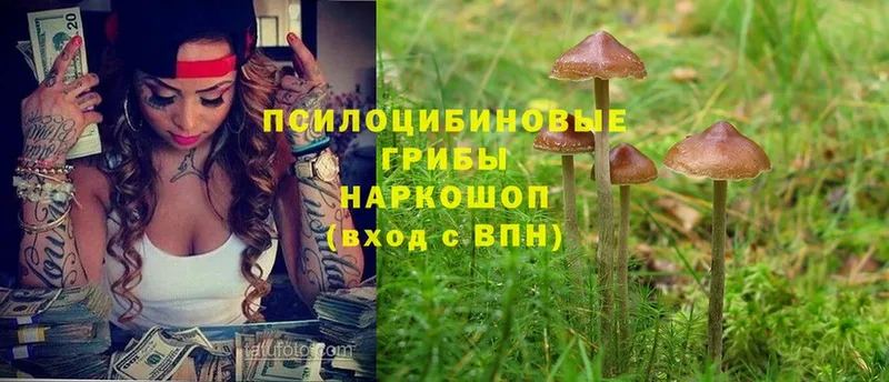 Псилоцибиновые грибы Psilocybine cubensis  магазин    Краснознаменск 